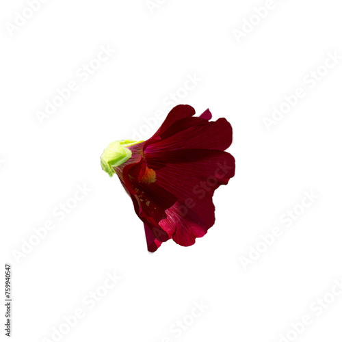A red flower with a yellow center isolated on a white background.