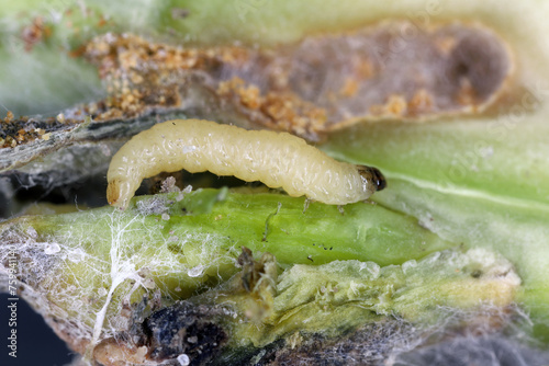 Larva of Psylliodes chrysocephala or chrysocephalus, commonly known as the cabbage-stem flea beetle, is a species of leaf beetle, pest crops like rapeseed, mustard, cabbages and others. photo