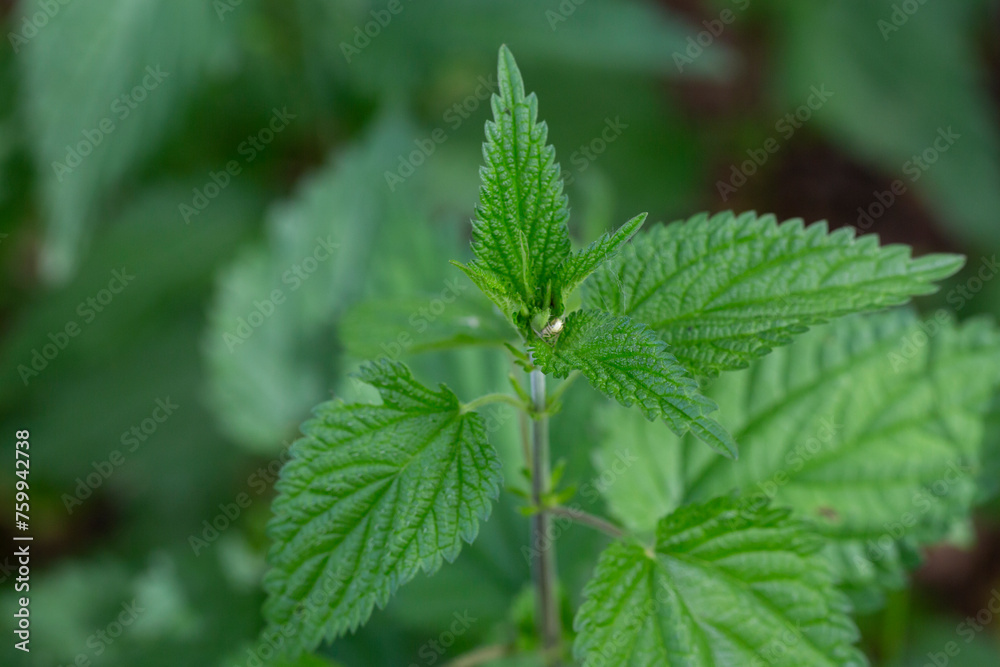Close view on the green young Nettle leafs Nettle leaf Close view on the green young Nettle leafs Nettle leaf