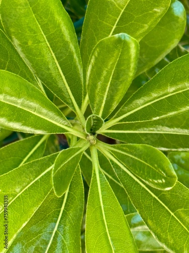 Leaves Pittosporum tobira 'Nanum' close up. photo