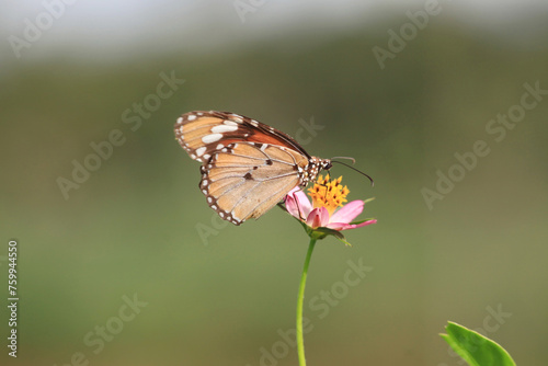 Butterfly on Zinnia flower in garden,  © gunungkawi