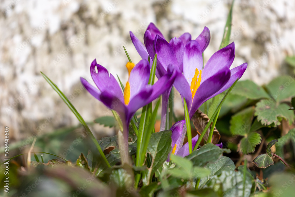 Beautiful Wild purple crocuses blooming Beautiful Wild purple crocuses blooming