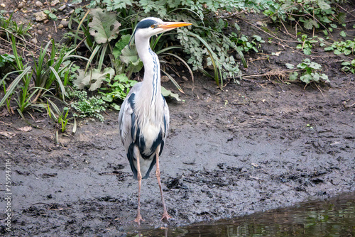 Heron on a river bank