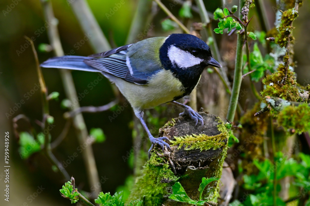 Obraz premium Great tit // Kohlmeise (Parus major)