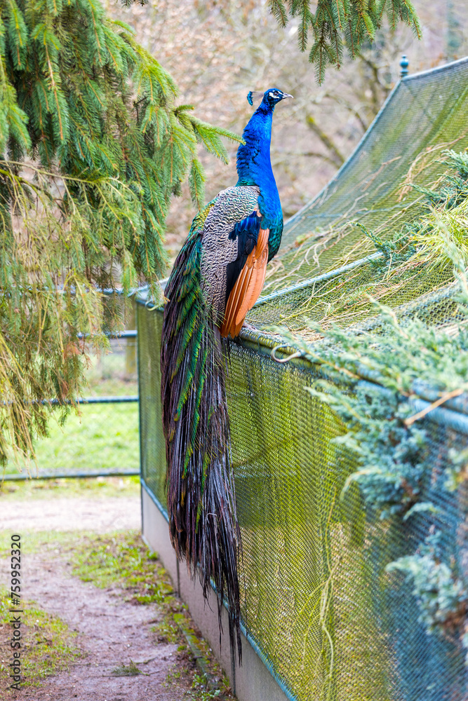 Obraz premium A beautiful view of the peacock in the castle grounds