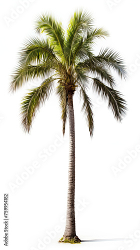 Palm Tree Isolated on white background