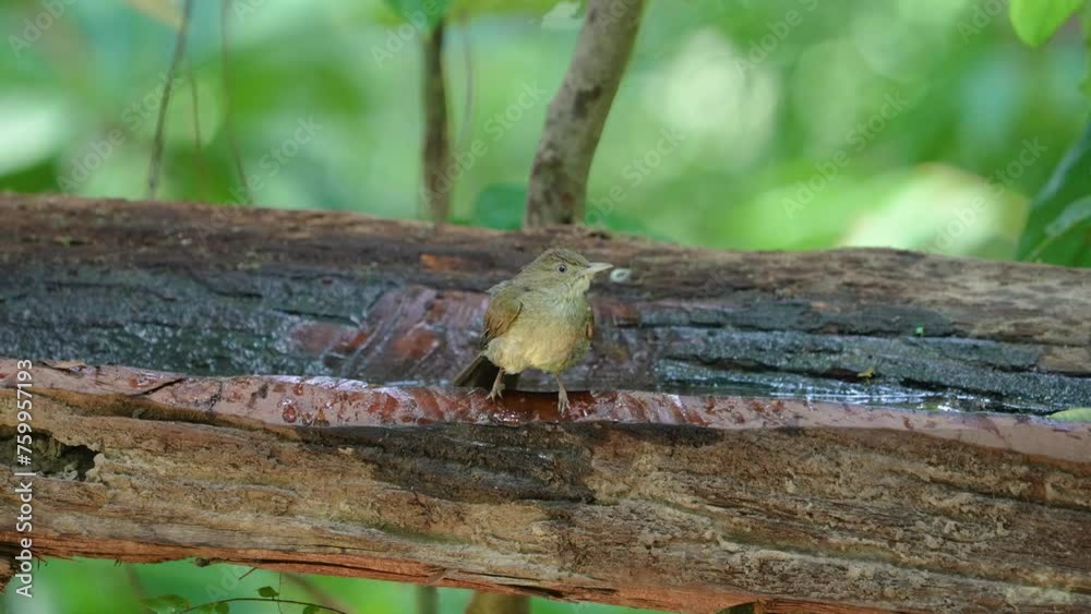 Buff-breasted Babbler bird watching in the forest