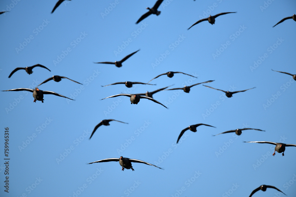 Wildgänse Vogelschwarm im Vogel Flug vor hell-blauem, kühlem Himmel Wildgänse Vogelschwarm im Vogel Flug vor hell-blauem, kühlem Himmel