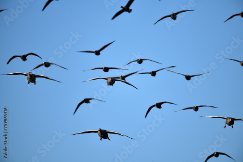 Wildgänse Vogelschwarm im Vogel Flug vor hell-blauem, kühlem Himmel photo