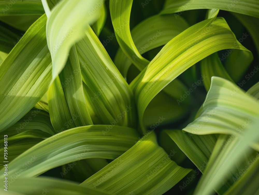 Fototapeta premium the lush, green, overlapping leaves of a plant. The close-up creates an abstract pattern, highlighting the shades of green and the curves of the leaves, which give it a soft and natural feel.
