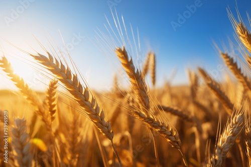 Wheat in the field against the blue sky, close-up © Anna