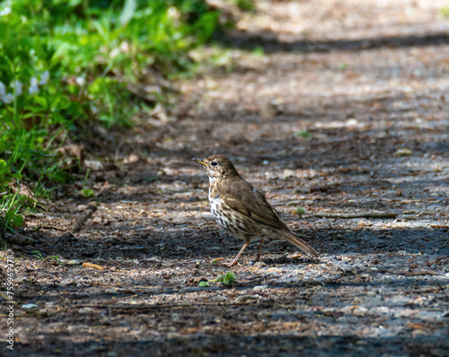 Fieldfare  birdon the ground photo