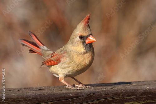 femelle cardinal dans son environnement naturel