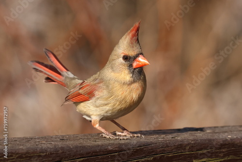 femelle cardinal dans son environnement naturel photo