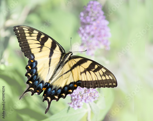 Dorsal view of a y ellow Swallowtail butterfly with purple butterfly bush and pale green background