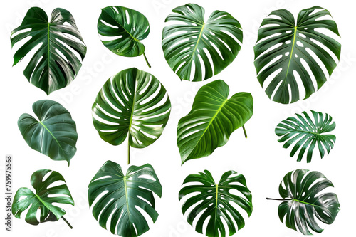 A collection of green tropical leaves for your design material. Tropical leaves in a transparent background. Created with Generative AI.