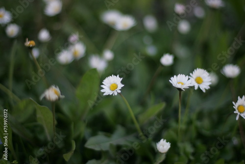 Pâquerettes dans l'herbe