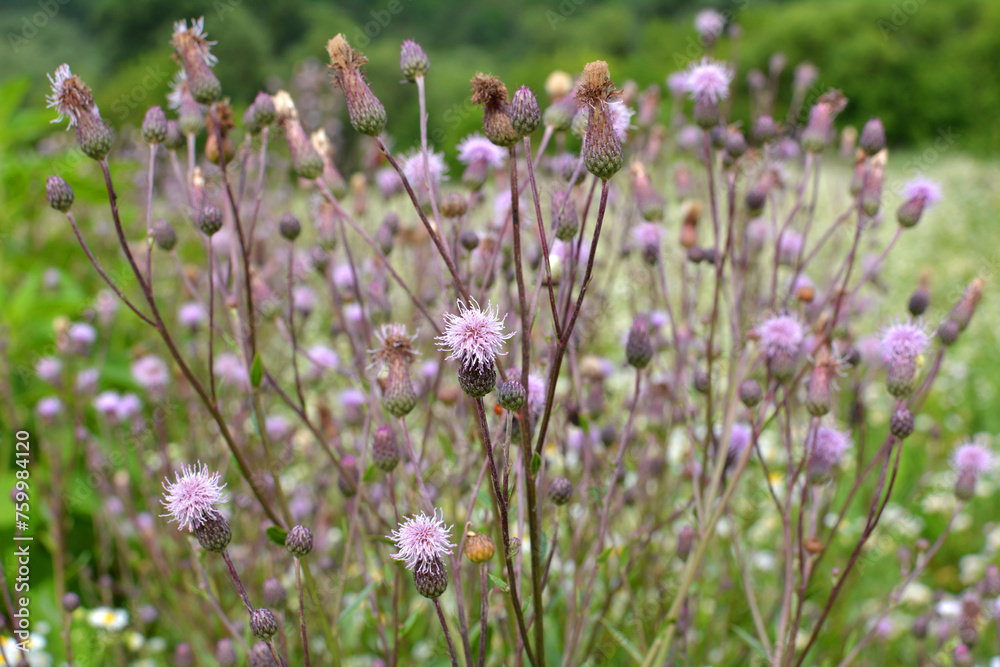 Obraz premium Thistle field (Cirsium arvense) grows and blooms among herbs