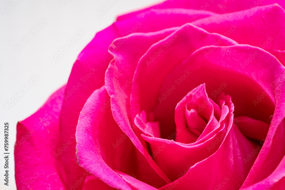 Beautiful pink rose flower macro Beautiful pink rose flower macro