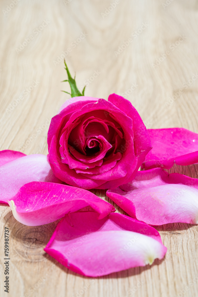Beautiful pink rose flower macro