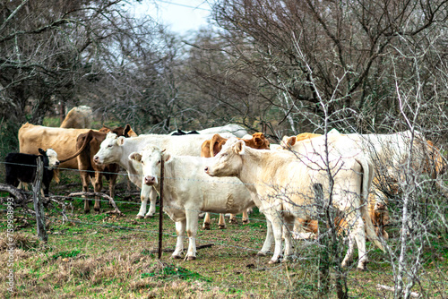 Cows gathering together in a desolate area