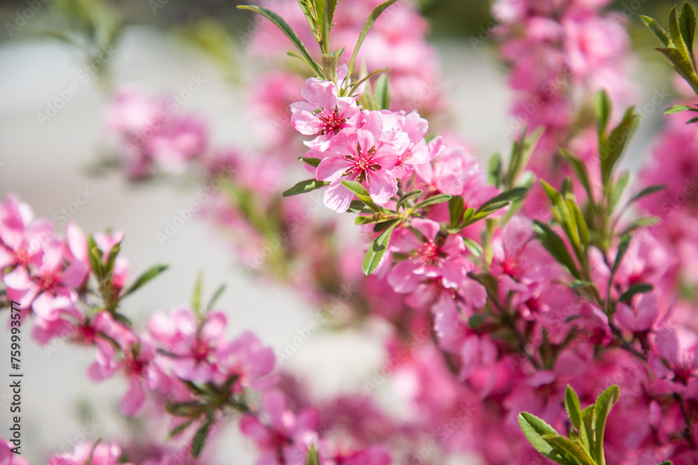 Pink flowers on a bush. Spring flowering. Pink blossom. Floral background. Prunus tenella. Amygdalus nana. Almond is decorative