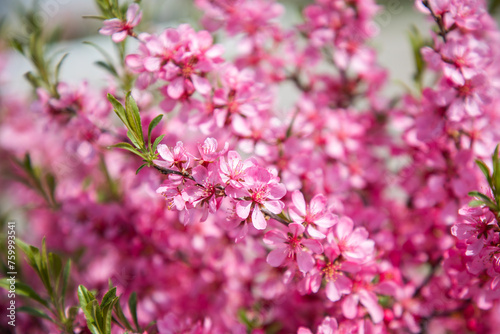 Pink flowers on a bush. Spring flowering. Pink blossom. Floral background. Prunus tenella. Amygdalus nana. Almond is decorative