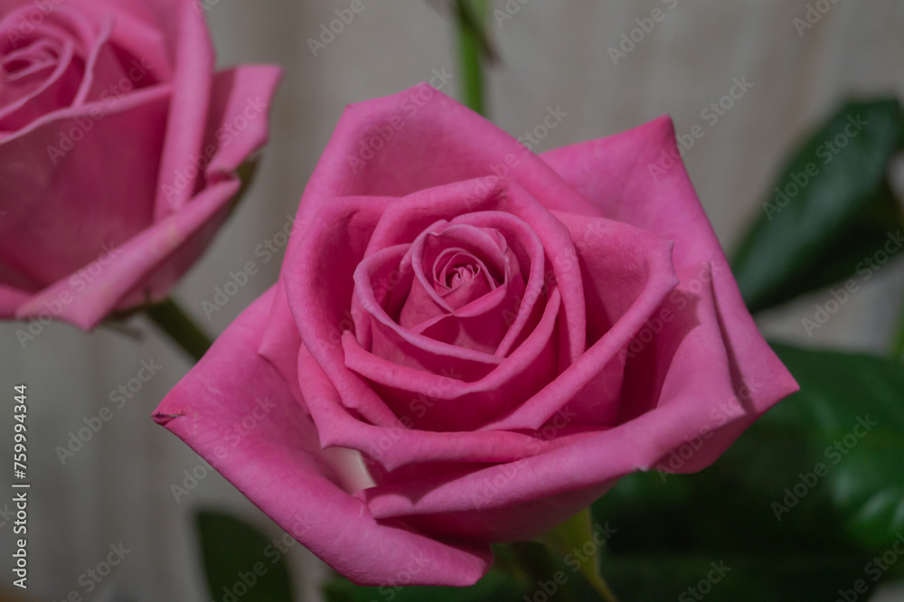 Pink rose close-up. Pink rose petals close-up Pink rose close-up. Pink rose petals close-up