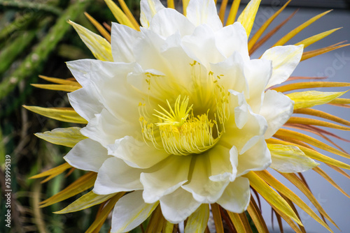 close up queen of the night. large cactus with very large cactus flowers. spread from Mexico to Jamaica. northern caribbean.