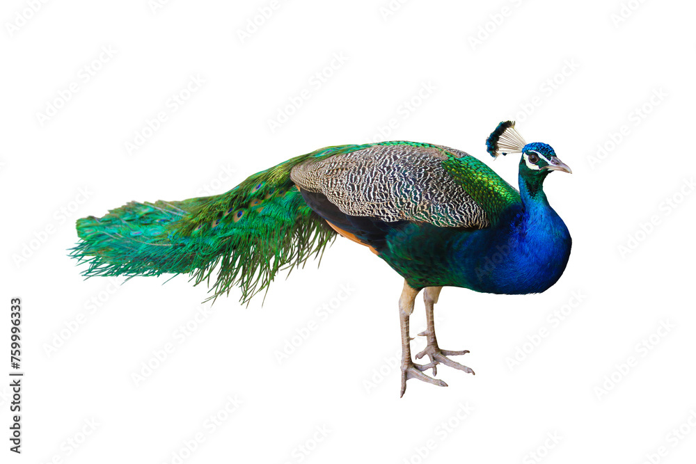 Obraz premium peacock isolated transparent png