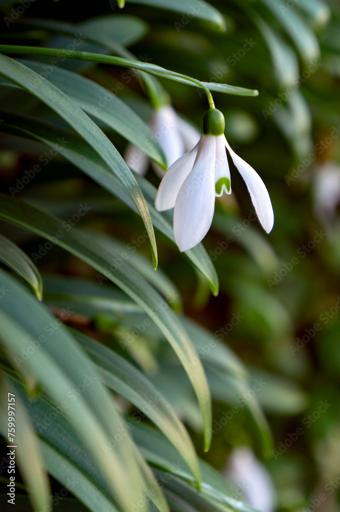 Galanthus nivalis, snowdrop flowers blooming. Closeup view Galanthus nivalis, snowdrop flowers blooming. Closeup view