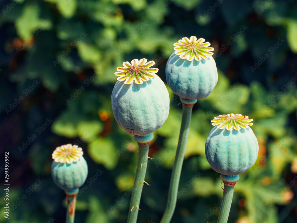 The image focuses on four green seed pods with white star patterns, contrasted against a backdrop.