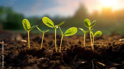 Growing plant seedlings in soil, concept of healthy organic food photo