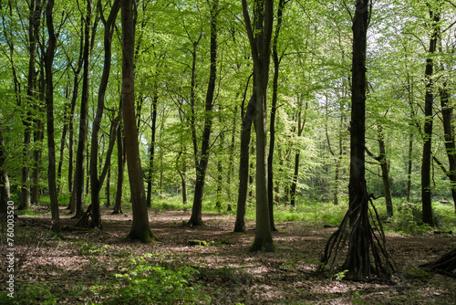 Whippendell Wood, Watford, Hertfordshire, UK