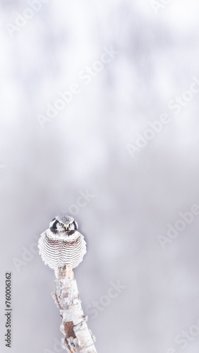 Hawk Owl © Agata Kadar