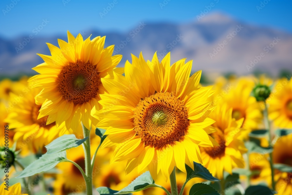 Fototapeta premium Bright yellow sunflowers against a blue sky