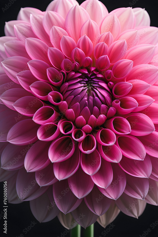 Drama in Bloom: A captivating dahlia unfurls its magnificent pink petals against a stark black background, highlighting its unique form in a mesmerizing display of contrast. generative AI Drama in Bloom: A captivating dahlia unfurls its magnificent pink petals against a stark black background, highlighting its unique form in a mesmerizing display of contrast. generative AI