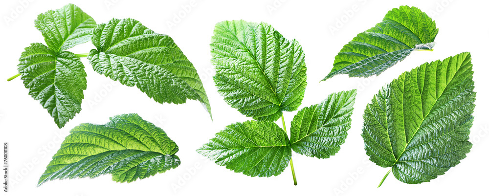 Bright juicy raspberry leaves isolated on a transparent background.
