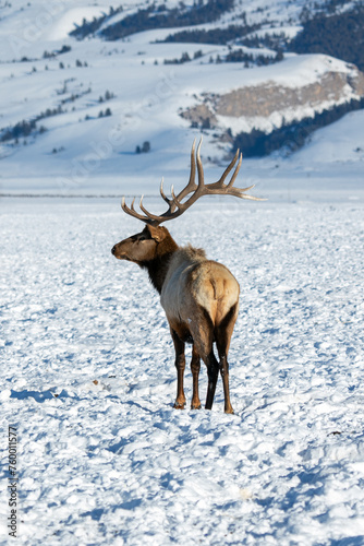 Bull Elk at National Elk Refuge in Snow © Kelly