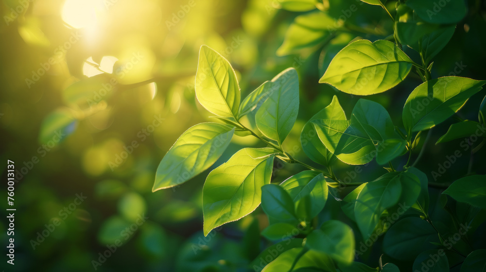 Obraz premium Sunshine natural green leaves