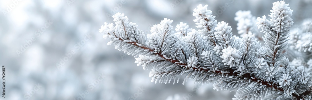A pine branch is covered with frost against the background of a winter foggy forest, emphasizing the cold beauty