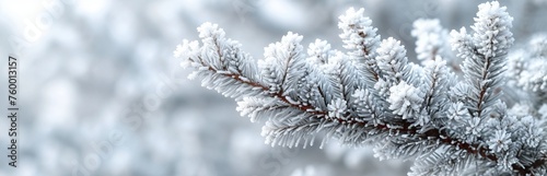 A pine branch is covered with frost against the background of a winter foggy forest, emphasizing the cold beauty © Marynkka_muis