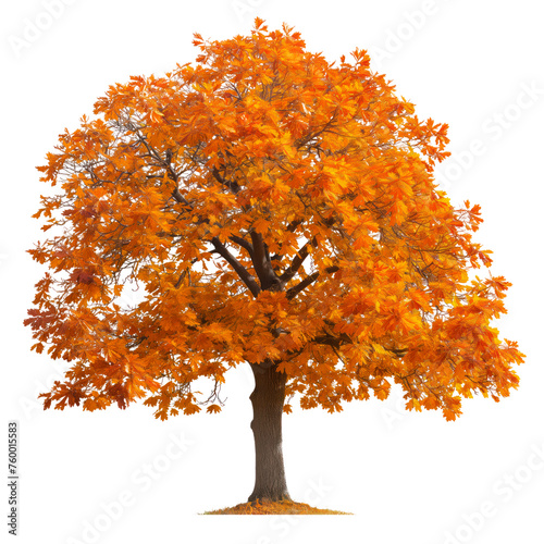 Large tree with yellow leaves close-up isolated on a white or transparent background. Oak tree with autumn foliage in autumn, side view. Branched autumn tree isolate, design element.