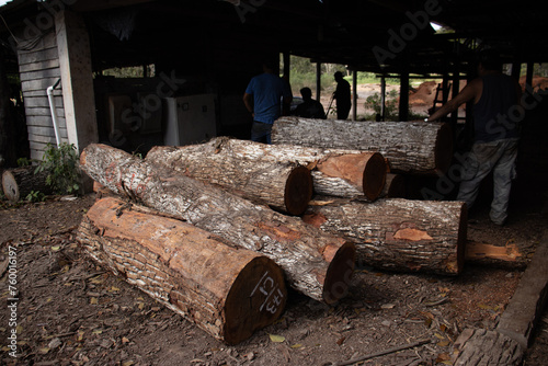 Apilamientos de madera en rollo de Manilkara zapota en México photo