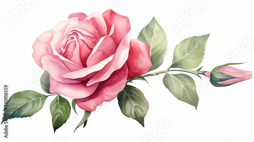 Watercolor pink rose flower clipart illustration and rose floral branch with green leaves on white background photo