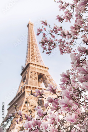 Eiffel tower. Blooming magnolia tree
