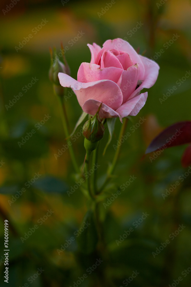 Pink rose in the garden.
