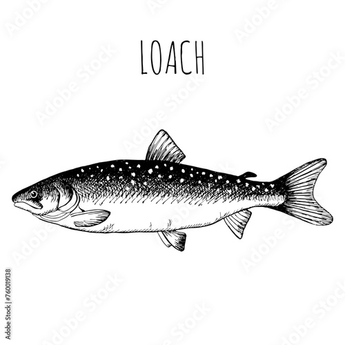 Loach, commercial sea fish. Engraving, hand-drawn sketch. Vintage style. Can be used to design menus, fish labels and price tags, presentation of seafood and canned seafood.