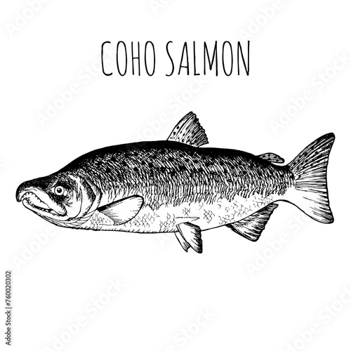 Soho, salmon, commercial sea fish. Engraving, hand-drawn sketch. Vintage style. Can be used to design menus, fish labels and price tags, presentation of seafood and canned seafood.