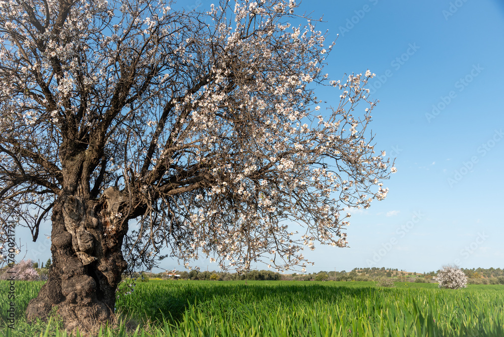 Lonely blooming almond tree in the meadow Spring landscape.
